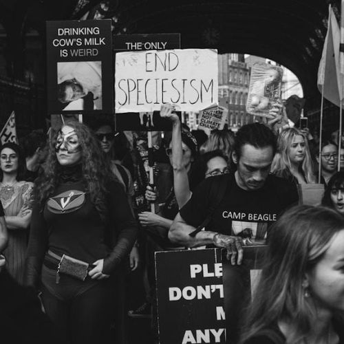 A black-and-white photograph of a crowd at a protest. People are holding up various signs, including one that reads "End Speciesism" and another that says "Drinking cow's milk is weird." 