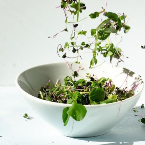 Fresh microgreens being tossed into a white bowl