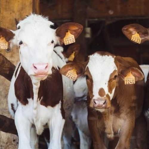 A close-up of two young calves standing in a barn, peering curiously at the camera