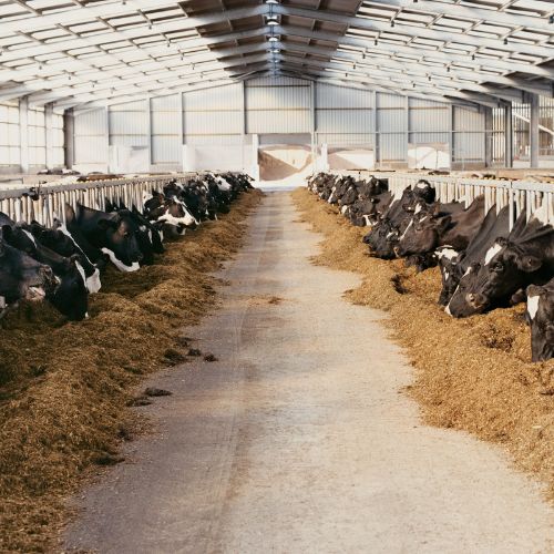 A large dairy farm barn with rows of black and white cows feeding on either side of a central aisle, under a metal roof structure illuminated by natural light.