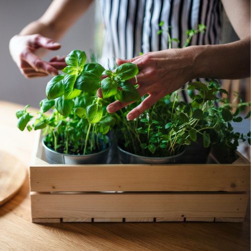 Hands tenderly caring for a small wooden box filled with potted basil and other fresh herbs, highlighting indoor gardening or homegrown produce.