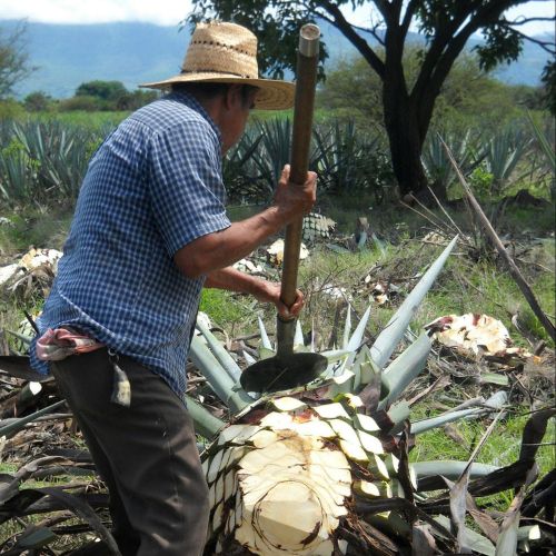 A person wearing a straw hat and checkered shirt harvesting agave plants in a field