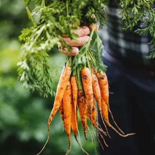 A close-up of a person holding a bunch of freshly harvested carrots with green tops, showing their soil-covered roots