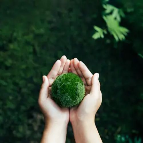 Hands gently holding a round green moss ball, set against a lush green natural background.