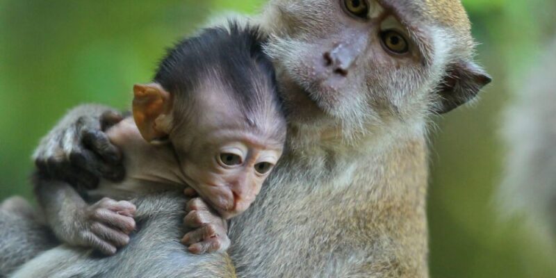 A mother monkey holding her baby closely, with the baby clinging to her chest. The baby has a small, delicate face with soft fur and wide eyes, while the mother looks protectively into the distance. The background is a blurred green, suggesting a natural, forested environment.