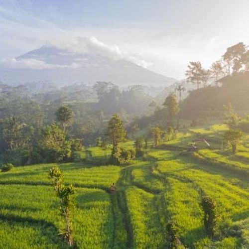 A lush green landscape with terraced rice fields leading toward a mountainous area in the background