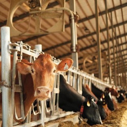 A brown cow standing in a large, well-ventilated barn, secured in a feeding station